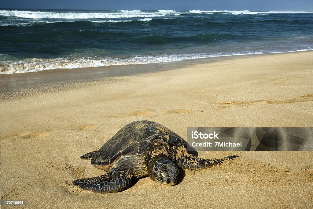 Green sea turtle on beach, North Shore of O'ahu, Hawaii Adult Stock Photo
