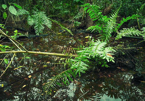 Wild tropical forest landscape with green plants