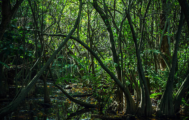 istock Dark tropical forest landscape with mangrove trees 470748986