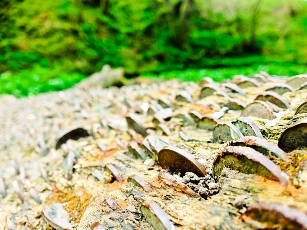 Lucky Pennies Hammered into Tree - Yorkshire Countryside