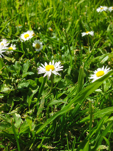 istock Daisies on the summer lawn 470749054