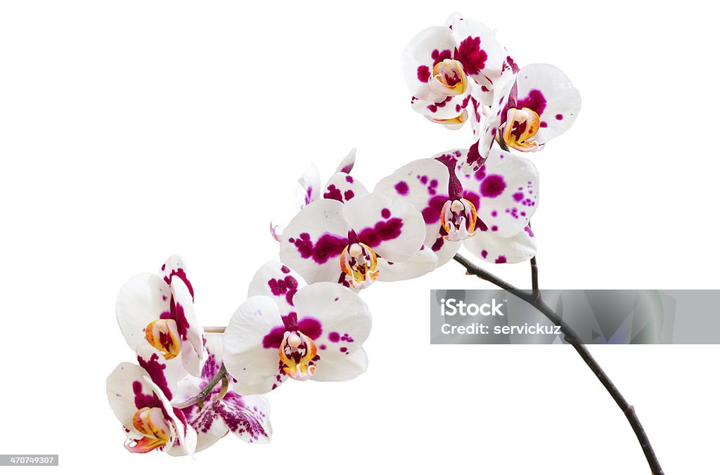 Foto de Flores De Orquídea Roxas Pétalas De Pintas Brancas e mais fotos de  stock de Beleza - Beleza, Beleza natural - Natureza, Botânica - Assunto -  iStock