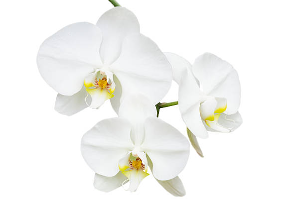 istock Close-up branch with three delicate orchids 470750235