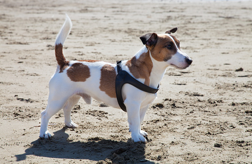 Jack russell terrier at sea