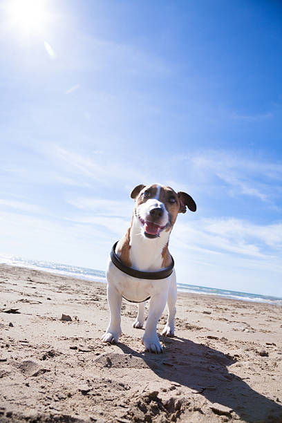 istock Dog at sea 470750804