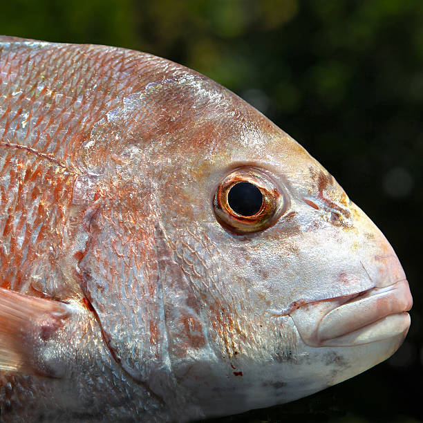 Snapper Head - details