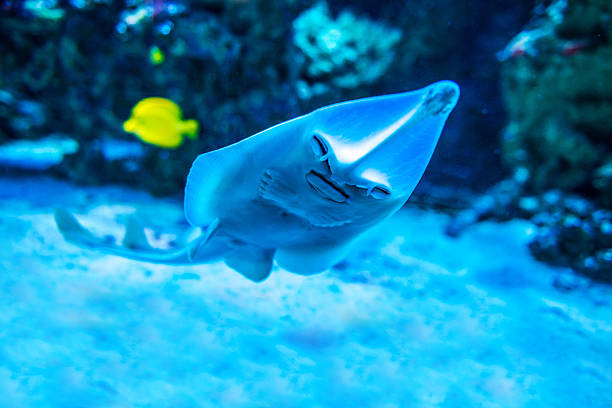 istock Colorful fish in aquarium 470752170