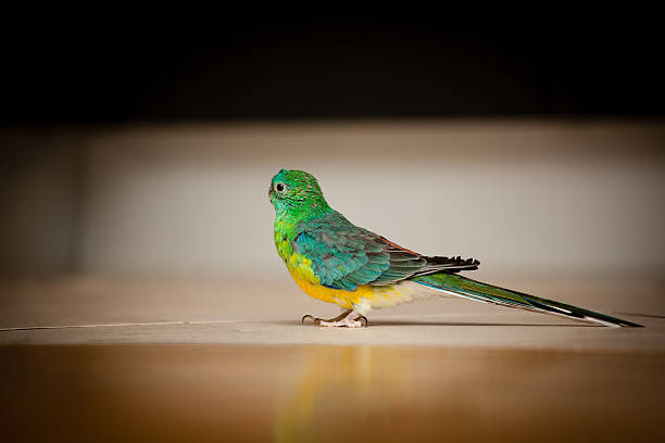 Parrot - psephotus haematonotus stock photo