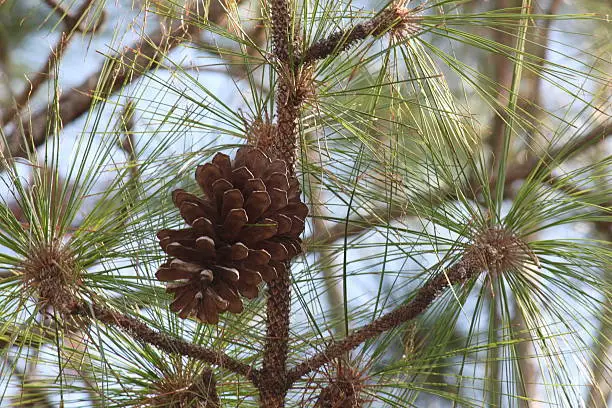 Pine cone on pine tree.