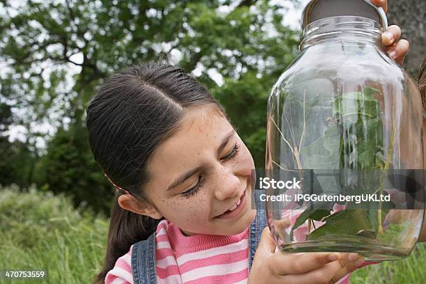 Foto de Garota Analisar Stick Insetos Na Jarra e mais fotos de stock de Animal - Animal, Aprender, Atividades de Fins de Semana