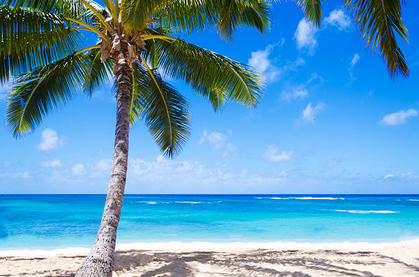 istock Coconut Palm tree on the sandy beach in Hawaii 470754361