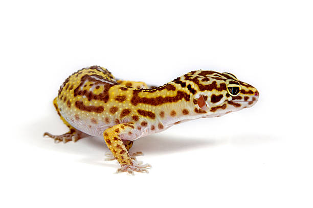 istock The leopard gekko, female (Tremper albino) 470754624