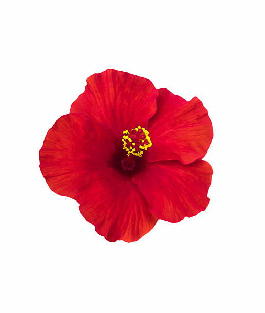 istock Bright red hibiscus flower on a white background 470755248