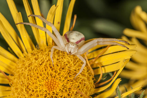Crab spider on yellow flower is ready for attack. Macro, closeup