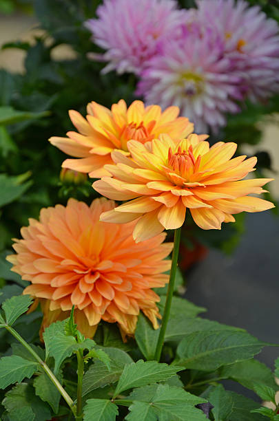 istock Orange dahlia flowers 470758153