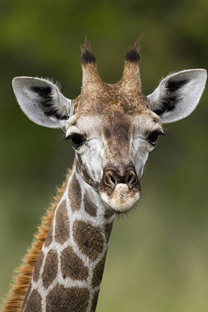 istock Netzgiraffe, Giraffa camelopardalis reticulata, Reticulated giraffe 470758371