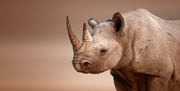 istock Black Rhinoceros portrait 470758713