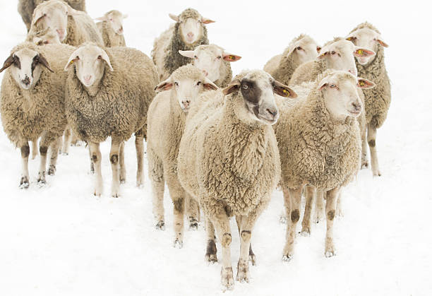 troupeau de moutons - sheep flock of sheep herd sheep herd photos et images de collection