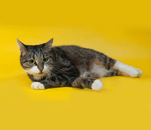 istock Thick striped cat lies on yellow 470759510