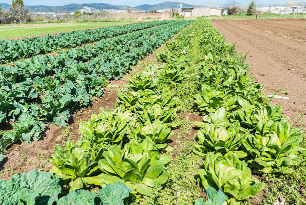 Planting lettuce and cabbage in a town near Barcelona, Catalonia, Spain