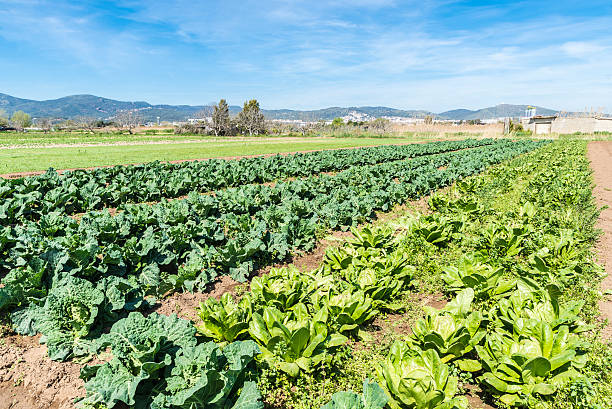 istock Cultivated field of lettuces and cabbages 470759746