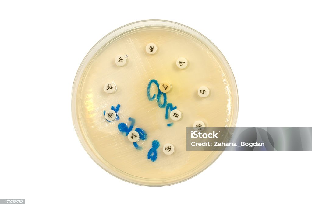 Petri dish antibiogram on white background Escherichia Colli bacteria on petri dish 2015 Stock Photo