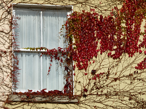 An ivy-covered window in Ireland