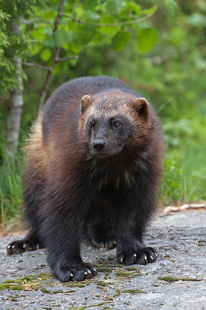 Vielfrass, Wolverine stock photo