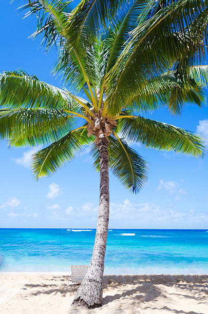 istock Coconut Palm tree with beach chair in Hawaii 470760749
