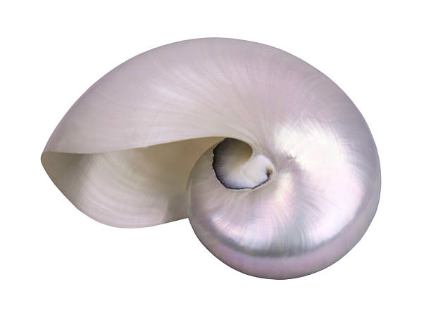 concha de mar horizontal - remote shell snail isolated fotografías e imágenes de stock