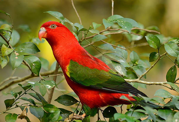 What Color Lory 60+ Yellow Backed Lory Photos Stock Photos, Pictures & Royalty-Free ...