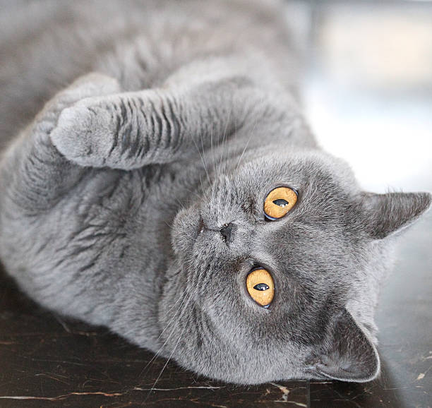 istock Cat British Shorthair named Tais Queen 470764260