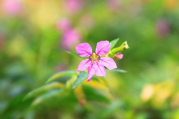 istock six pink petals flower 470764432