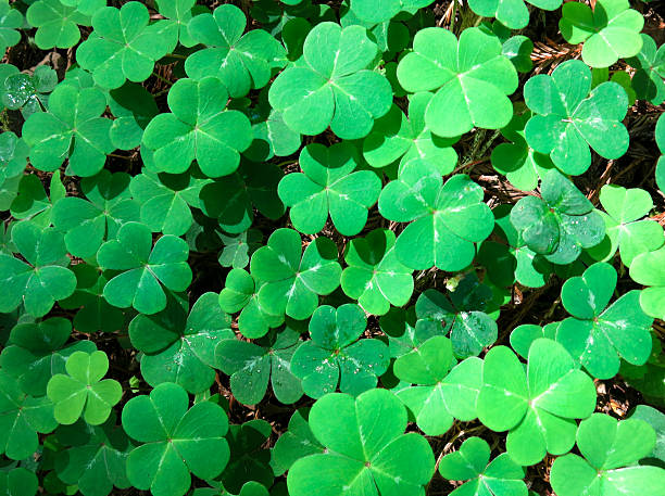 istock Clover - at Muir Woods National Monument 470765276