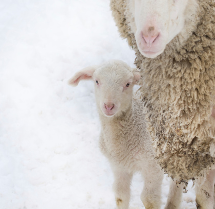 Lamb and sheep standing on snow and looking at camera