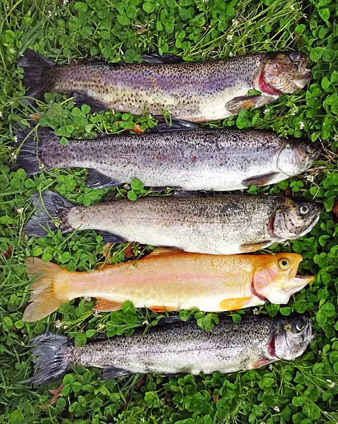 Photo of Spring Trout Limit