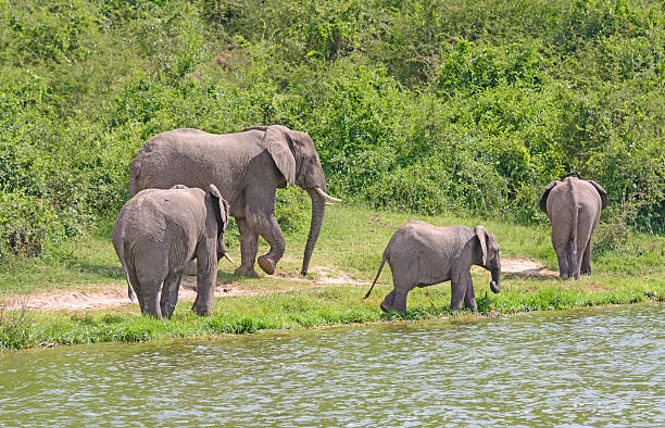 istock African Elephant Family Group along a River 470765856