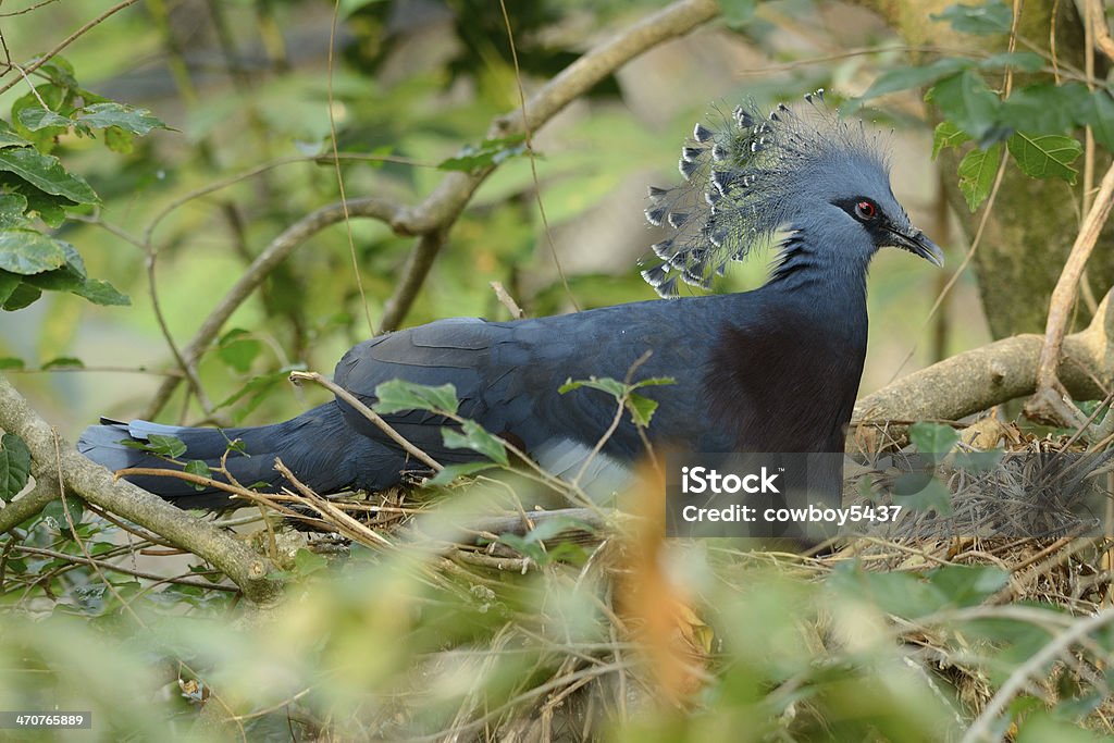 Hembra coronada victoria Pigion (Goura victoria) - Foto de stock de Paloma coronada victoria libre de derechos