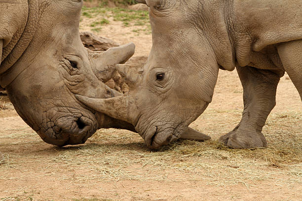 istock White Rhinoceros Battle 10 470766644