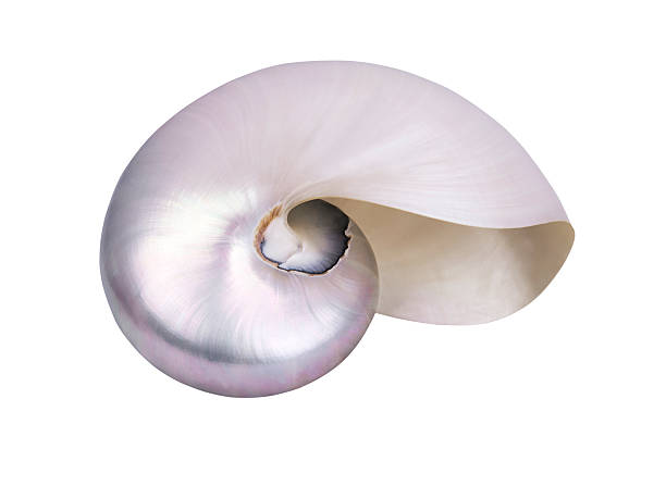 concha do mar - remote shell snail isolated - fotografias e filmes do acervo