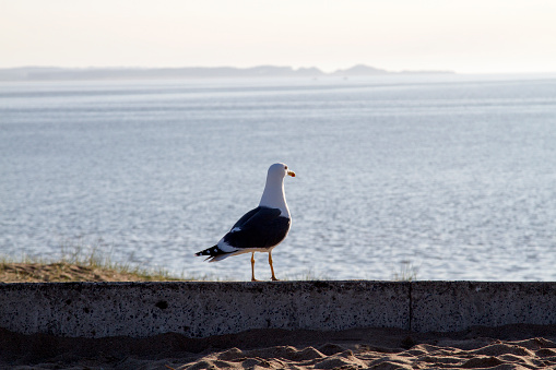 Seagull looking out to sea