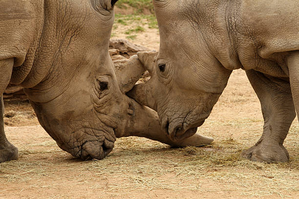 istock White Rhinoceros Battle 16 470767710