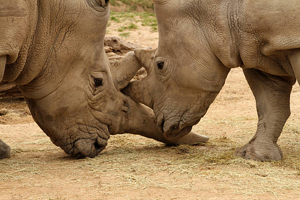 istock White Rhinoceros Battle 15 470767840
