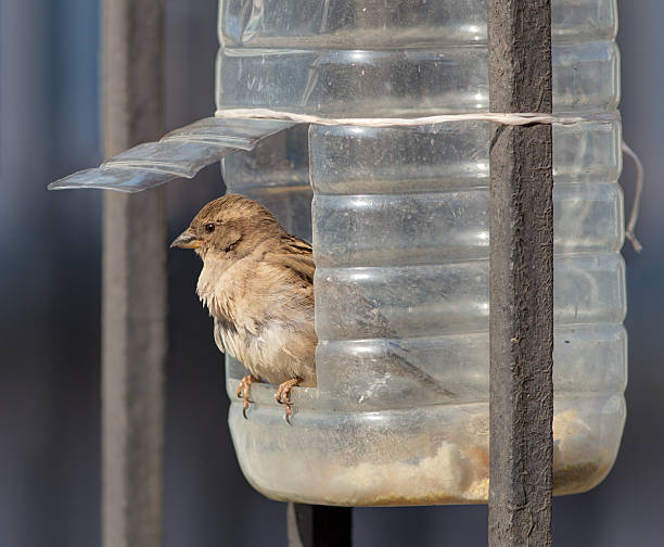 sparrow in a plastic trough stock photo