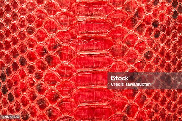 Red Python Leather Swatch Red Python Leather Skin Texture For Background Stock Photo - Download ...