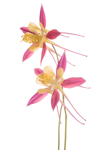 Studio Shot of Yellow and Red Colored Columbine Flowers Isolated on White Background. Large Depth of Field (DOF). Macro.