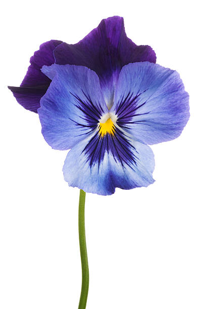 pansy Studio Shot of Blue Colored Pansy Flower Isolated on White Background. Large Depth of Field (DOF). Macro. Symbol of Fun and Reminiscence. pansy photos stock pictures, royalty-free photos & images