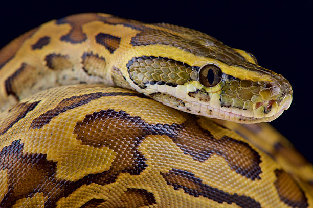 African rock python (Python sebae) The African rock python (Python setae) is the largest snake species of Africa. morelia stock pictures, royalty-free photos & images