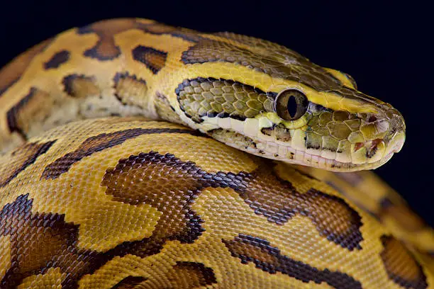 The African rock python (Python setae) is the largest snake species of Africa.