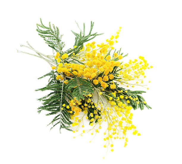 istock Branches of blooming Silver Acacia ( lat. Acacia dealbata) on white,isolated 470770092